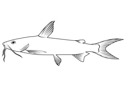 Hardhead Catfish (Ariopsis Felis) Coloring Page